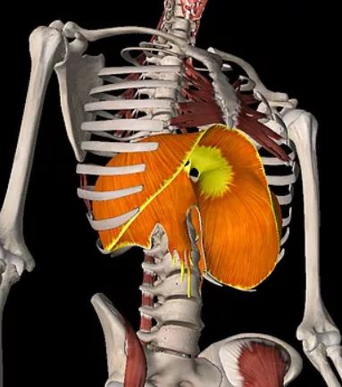 https://www.trumotiontherapy.com/content/uploads/2020/02/diaphragm.jpg